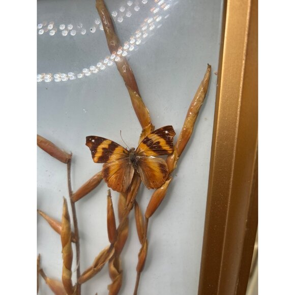 Framed Butterfly Display With Gold Frame & Natural Dried Stalks - Picture 9 of 16